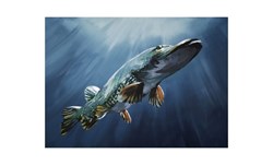 Picture of Fine Art Print by Tomas Hammar 50x70cm "Pike before the Bite"